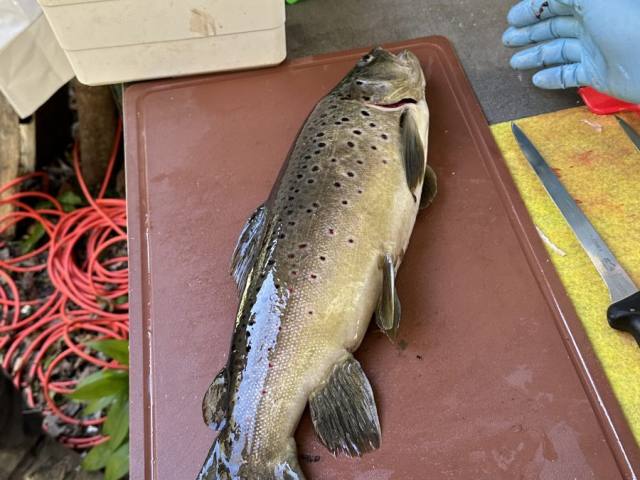 Osterfischen 2024 — Bild 6