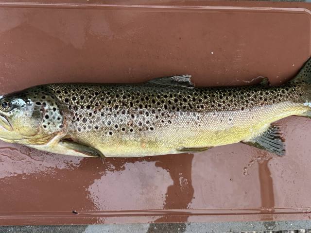 Osterfischen 2025 — Bild 2